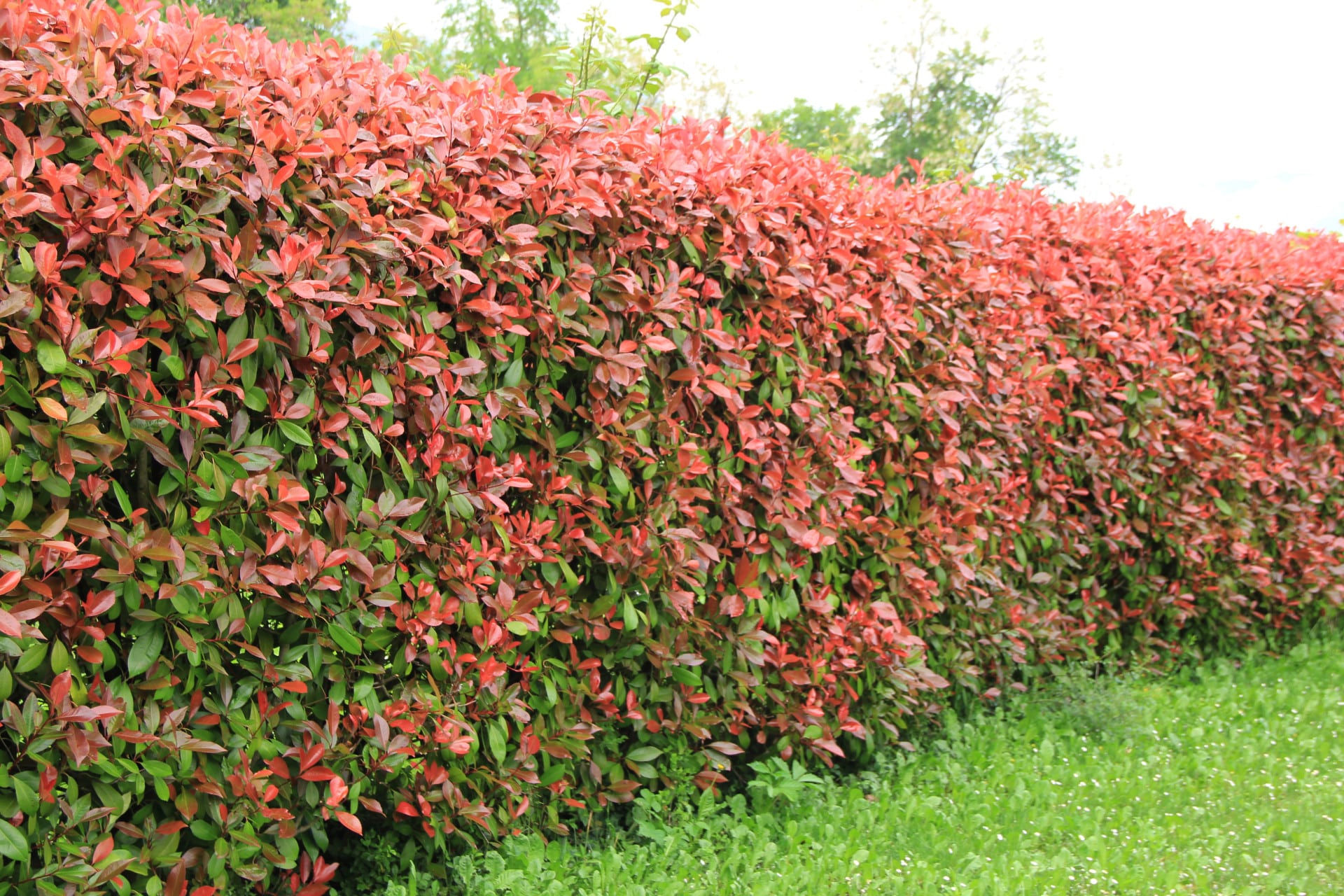 Quand tailler un photinia ?